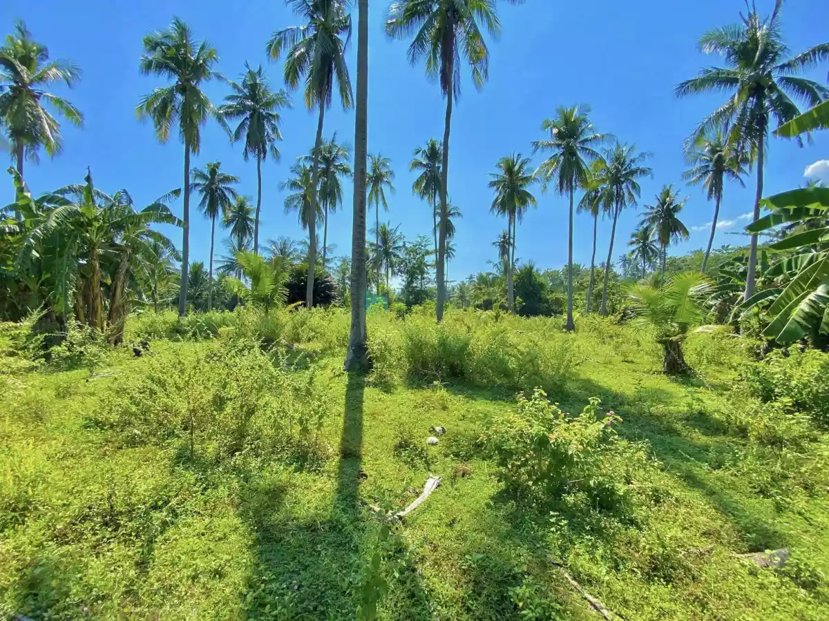 Lot for Sale in Quezon Province — Agricultural Lot in San Andres, Quezon, Philippines — Photo 3