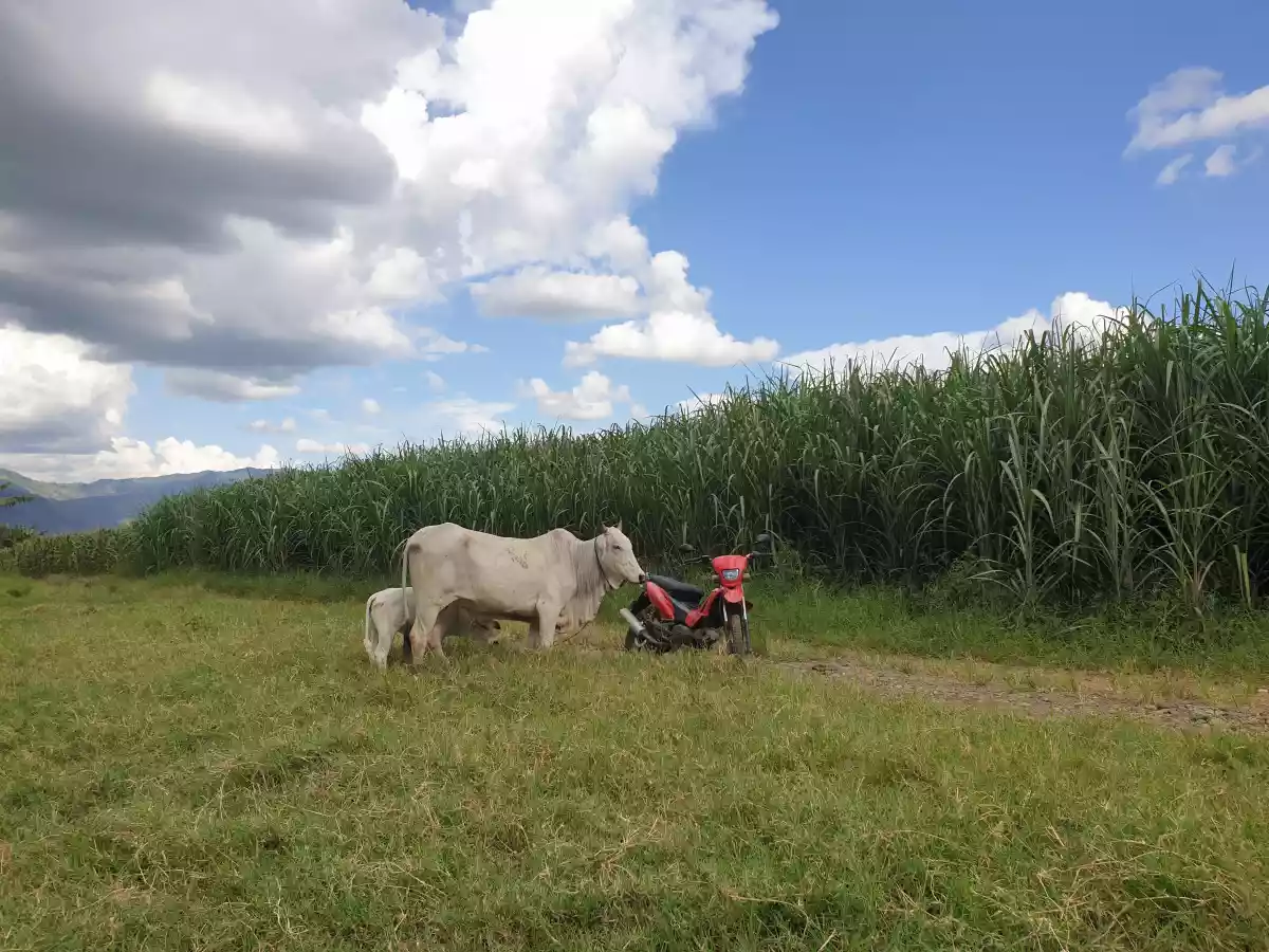 FARM LOT FOR SALE AT CASISANG MALAYBALAY CITY BUKIDNON — Agricultural Lot in Malaybalay, Bukidnon, Philippines — Photo 3