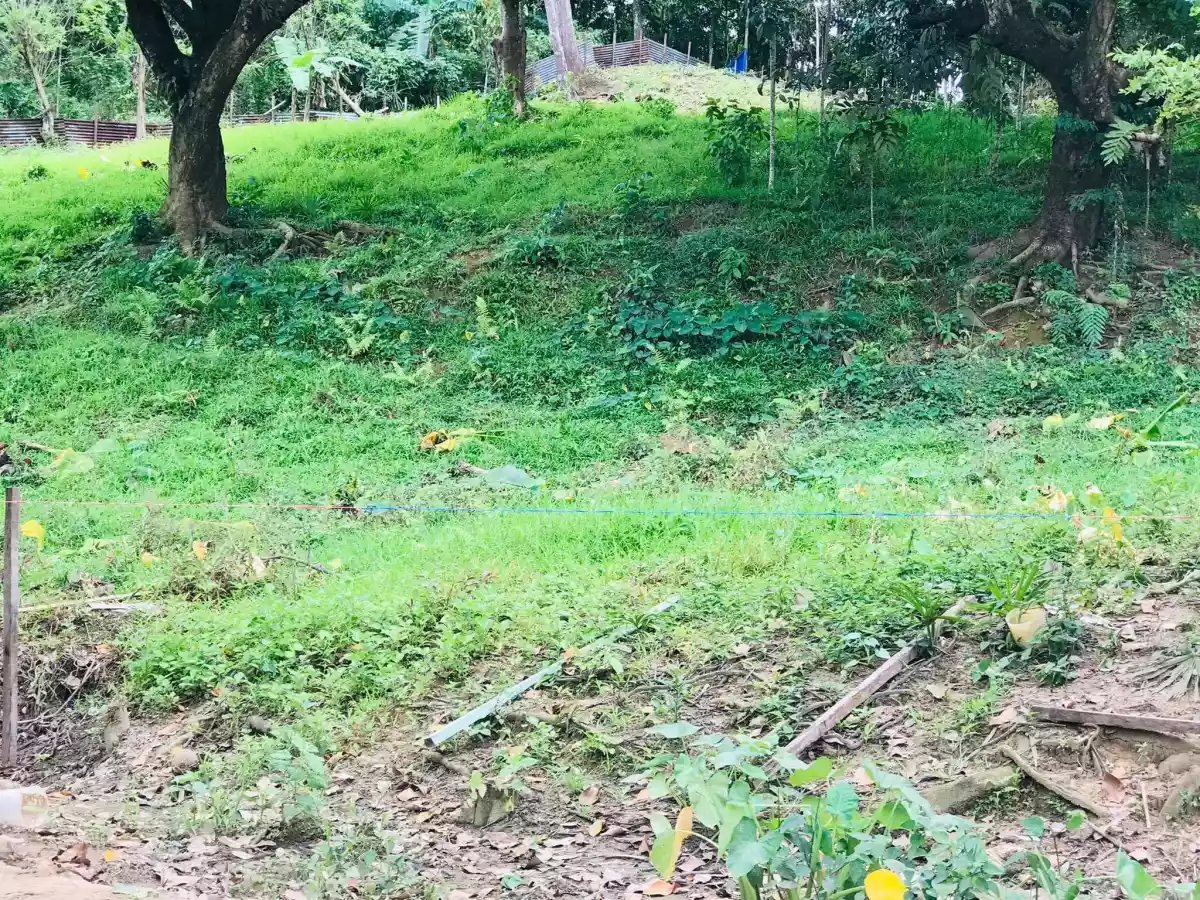 For Sale Lot - photo 3
