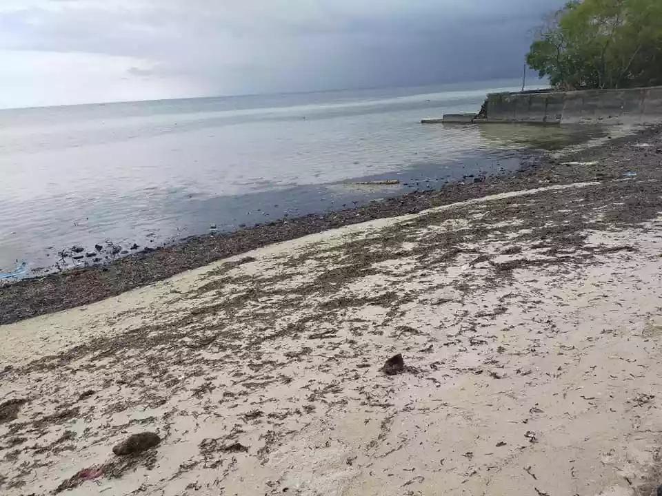 390sqm beachfront clean title lot with white sand for sale in Poblacion Baclayon Bohol - photo 7