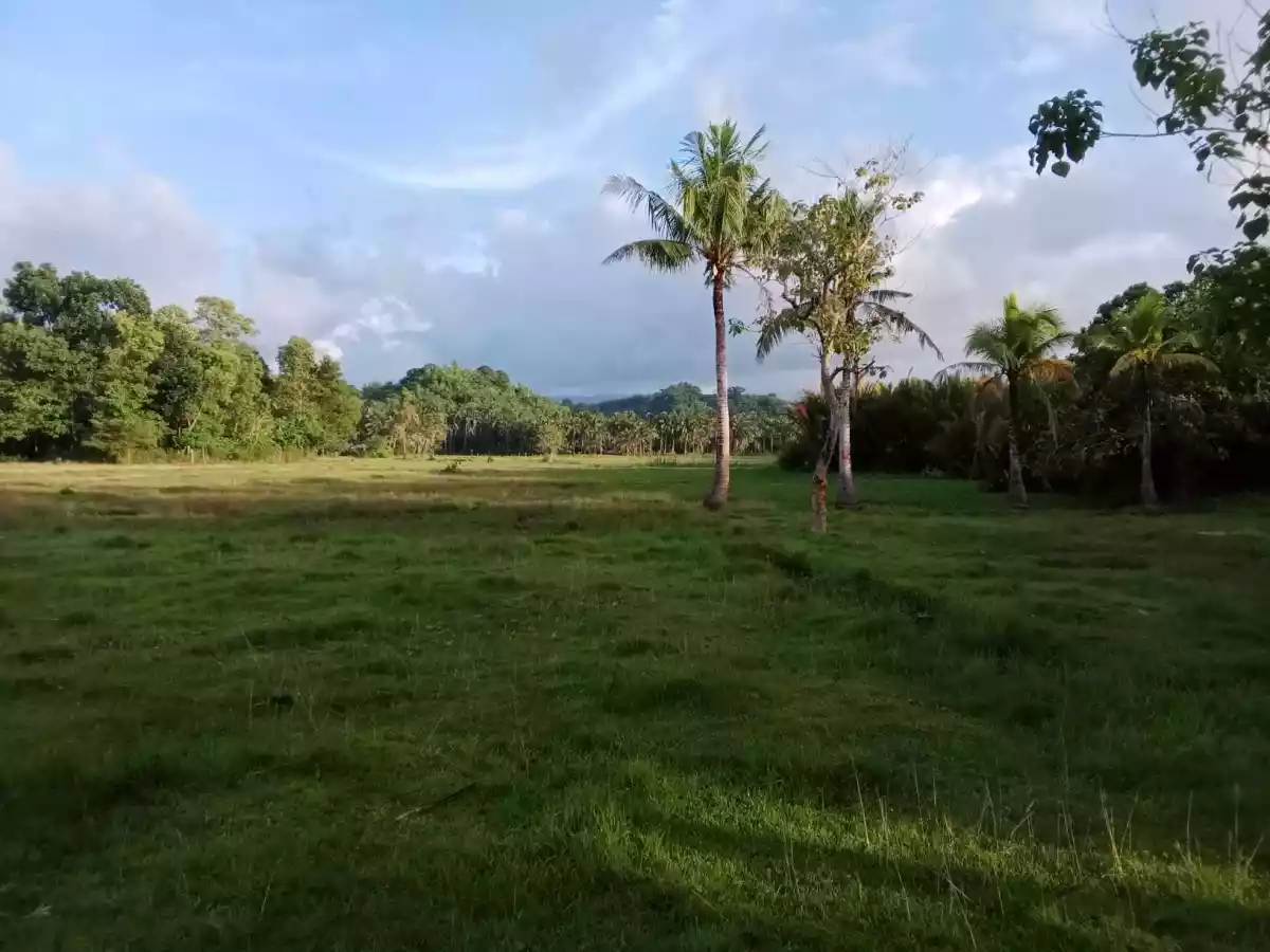 LOT FOR SALE — Agricultural Lot in Zamboanguita, Negros Oriental, Philippines — Photo 6