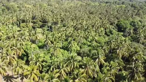 Lot For Sale at Samal — Agricultural Lot in Babak, Island Garden City of Samal, Davao del Norte — Photo 6
