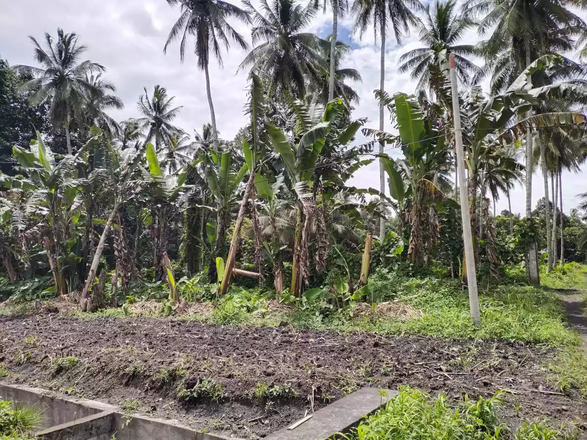 Along national highway polomolok 