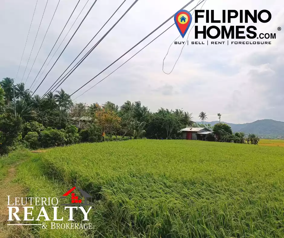 RiceLand For Sale in Plaridel Quezon — Agricultural Lot in Plaridel, Quezon, Philippines — Photo 3