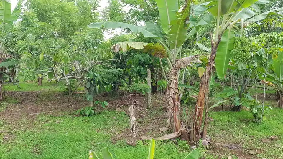 FARM LOT IN AMADEO, CAVITE FOR SALE WITH FRUIT BEARING TREES - photo 3