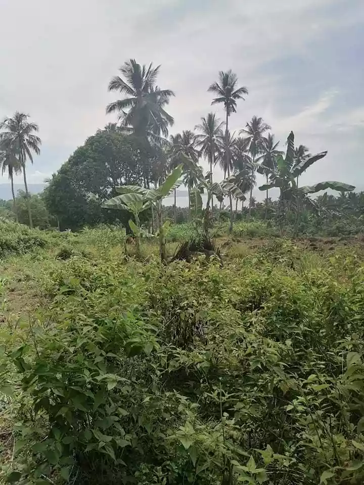LOT FOR SALE IN MANINGCAO, SIBULAN, NEG. OR. - photo 3