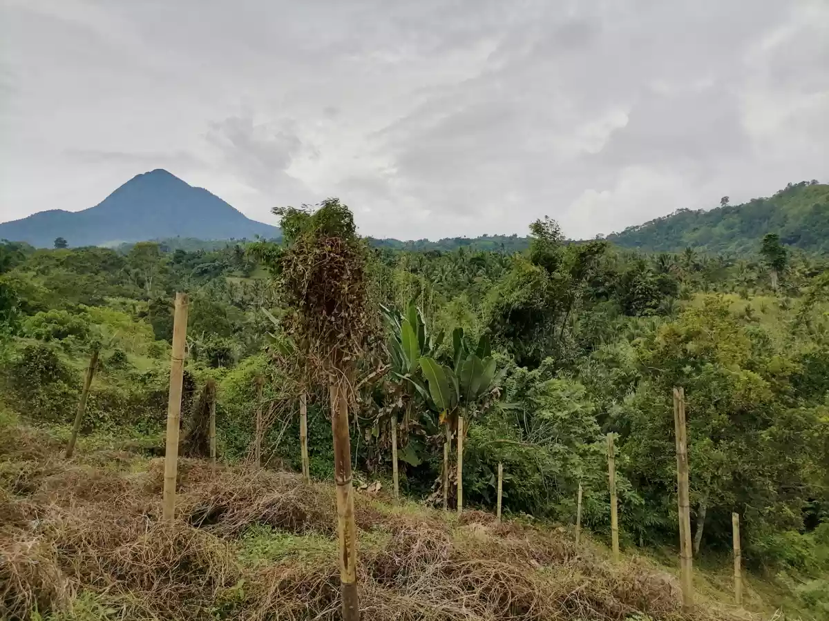 Beautiful Farm in Kablon Tupi For Sale - photo 6