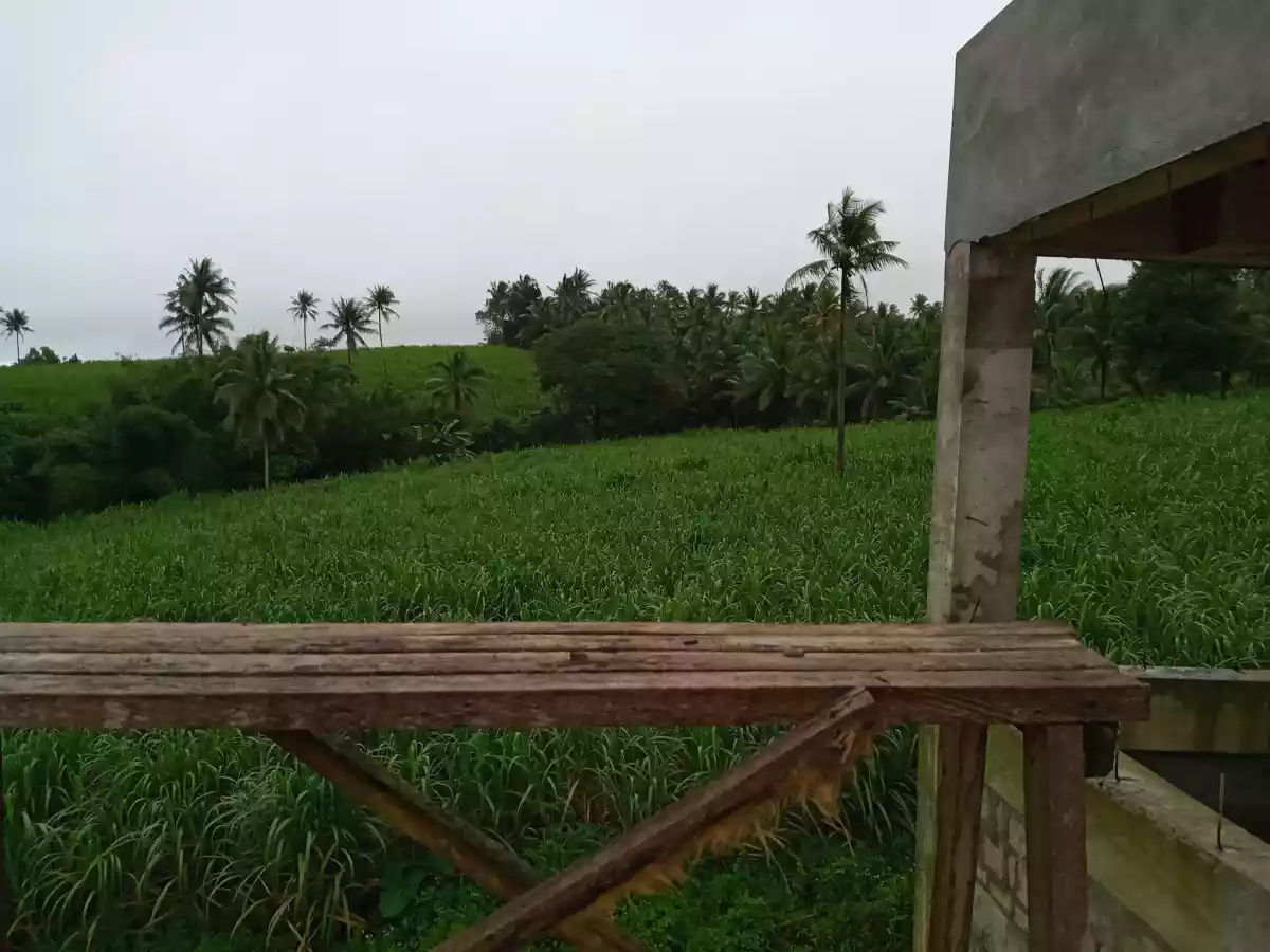 Amlan Negros Oriental 3.03 Hectares Agricultural Lot on Sale - photo 3