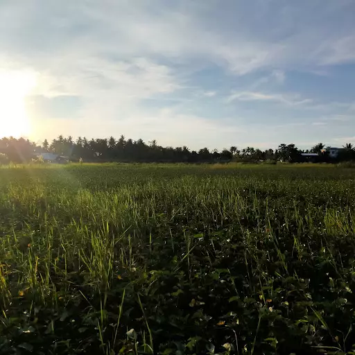 LOT FOR SALE — Agricultural Lot in Butuan City, Agusan Del Norte, Philippines — Photo 5