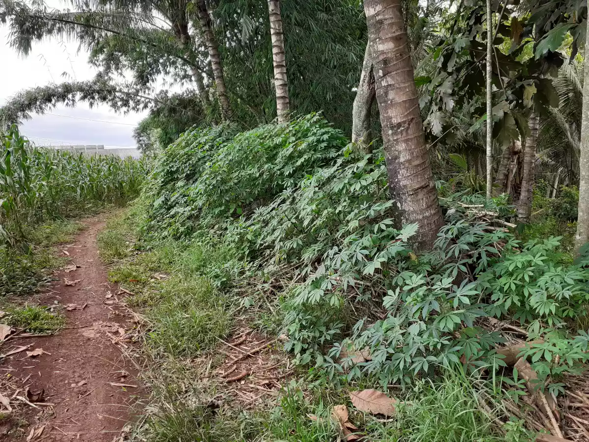 Residential lot for sale 2.5 hectares — Residential Lot in Opol, Misamis Oriental, Philippines — Photo 3