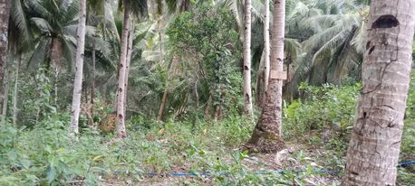 Lot for sale in Catmon