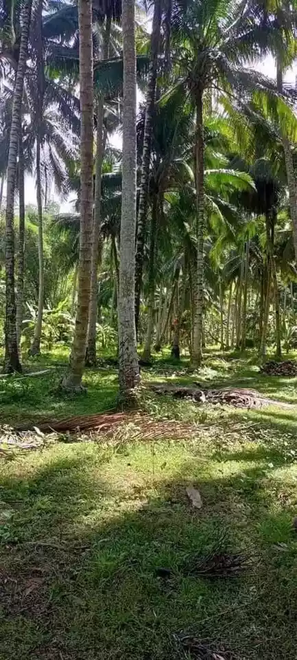 Farmlot For Sale — Agricultural Lot in Davao Oriental, Philippines — Photo 6