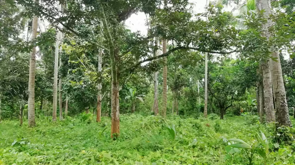 FARM LOT FOR SALE IN DAVAO CITY - photo 4
