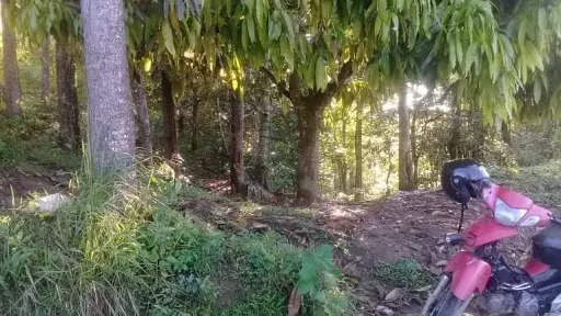 Farm lot for sale in Lamesa, Balamban