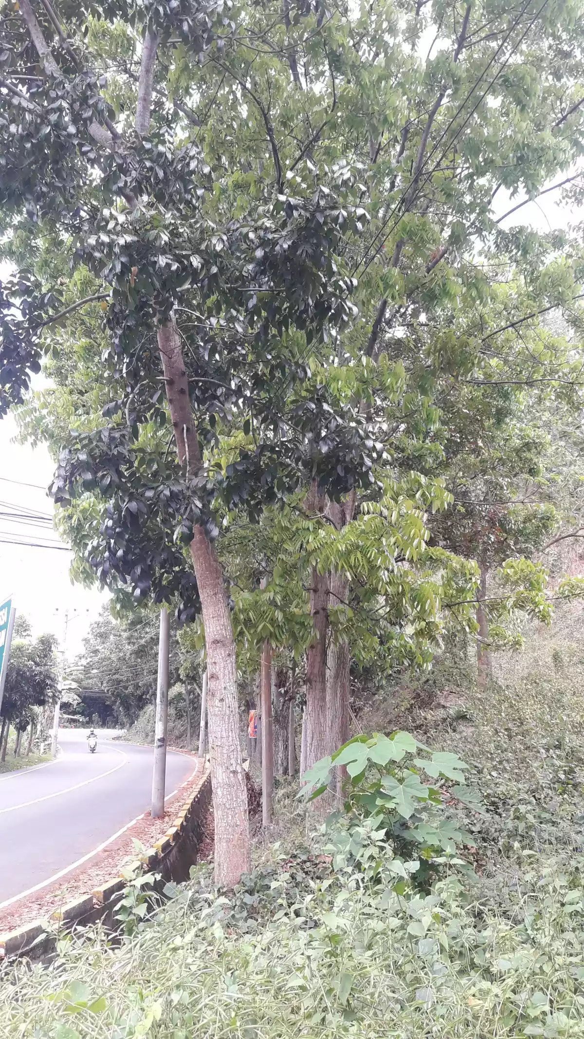 LOT FOR SALE - photo 5