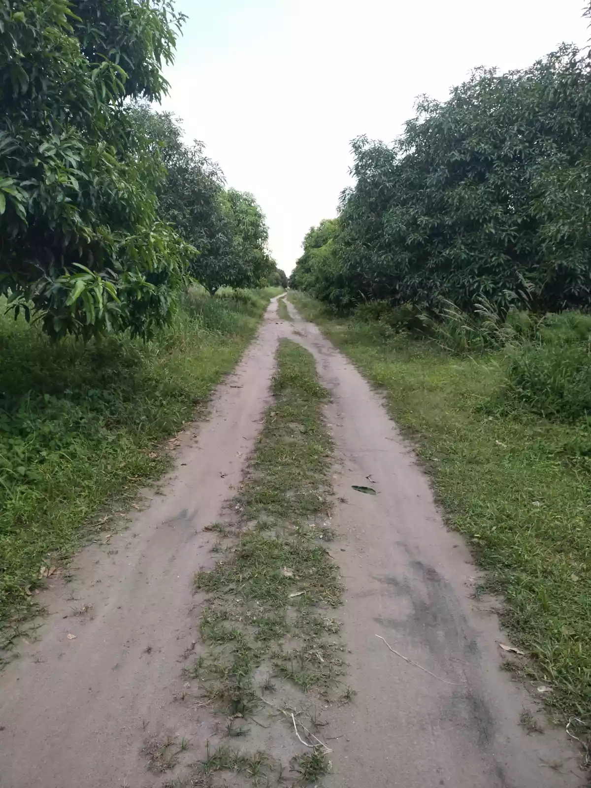 MANGO FARM Gensan area  - photo 6