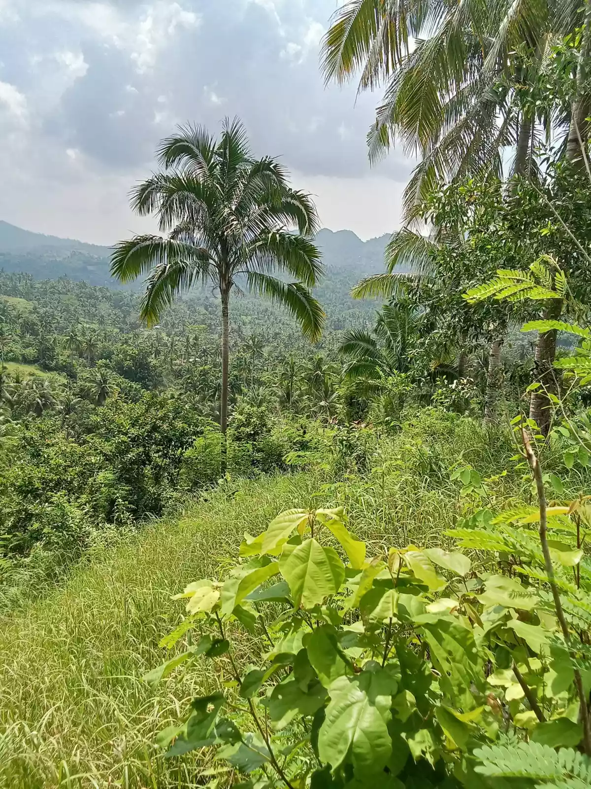 3.5 hectares agricultural land for sale in Balungag San Fernando Cebu — Agricultural Lot in San Fernando, Cebu, Philippines — Photo 6