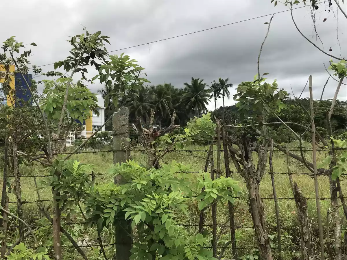 ðŸ“£COMMERCIAL LOT FOR SALE - 5000SQM AREA ONLY!ðŸ“£ - photo 4