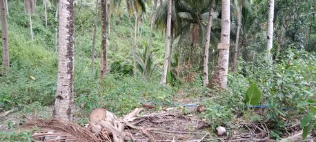 Lot for sale in Catmon — Residential Lot in Catmon, Cebu, Philippines — Photo 4