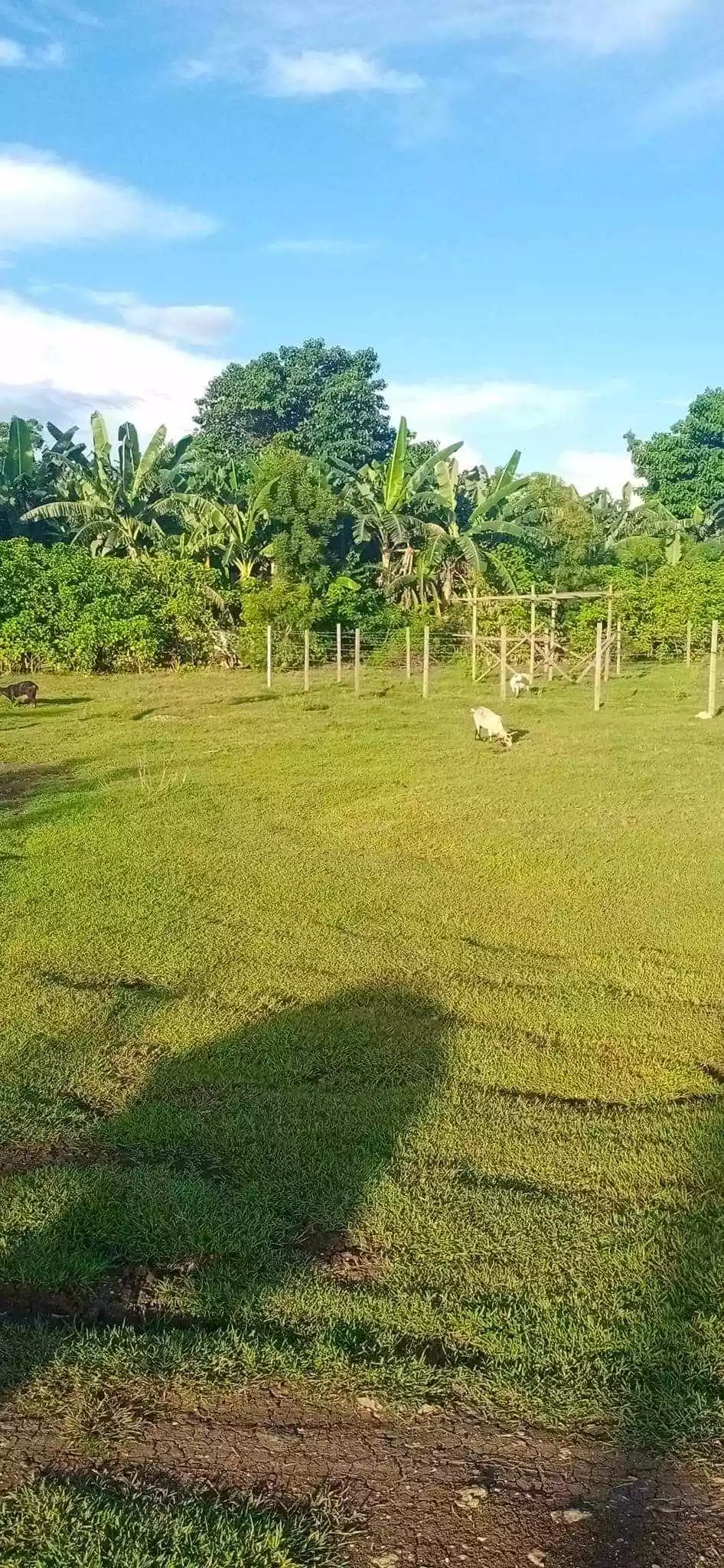 FLAT TERRAIN LOT FOR SALE IN AGUS, LAPU LAPU CITY — Residential Lot in Lapu-Lapu City, Cebu, Philippines — Photo 4