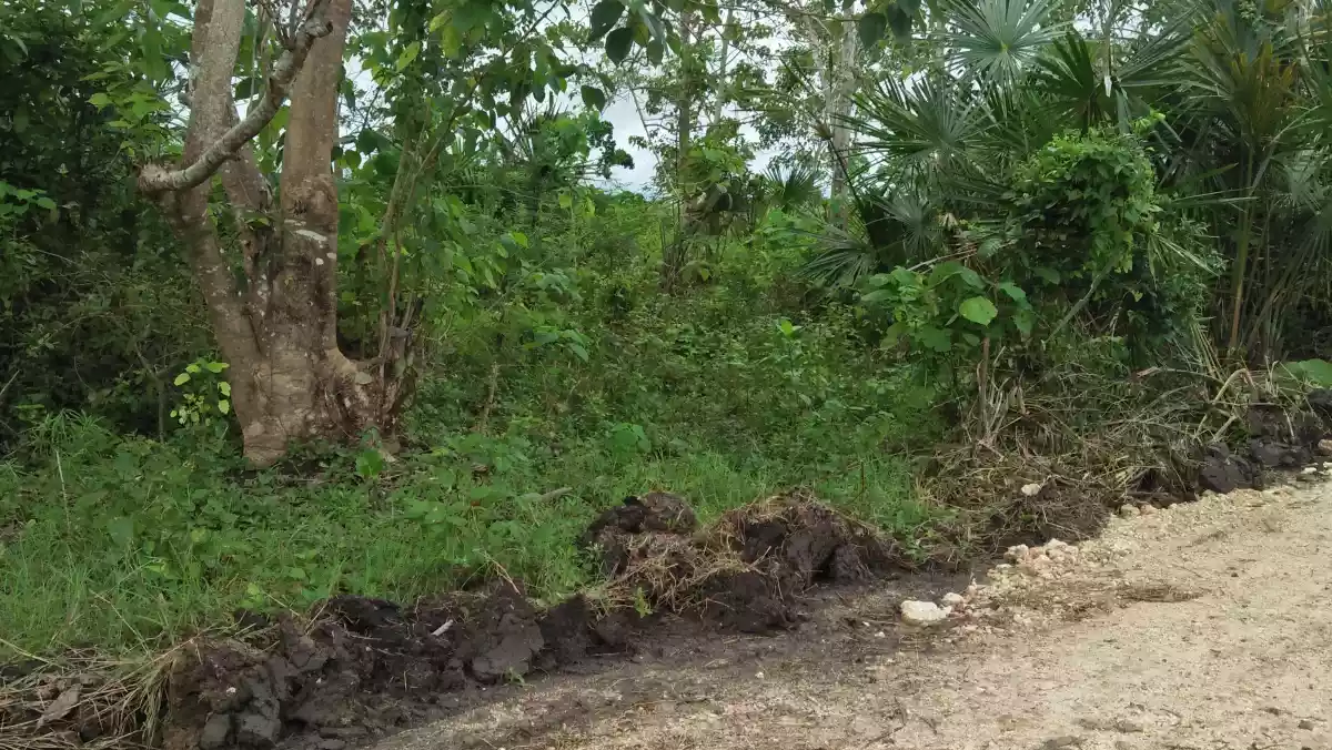 Agricultural Land in Bogo,  Cebu for Sale - photo 5