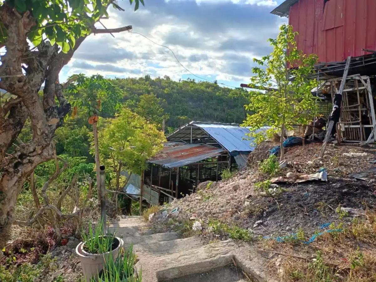 Farm Lot for Sale in Sua Argao Cebu — Agricultural Lot in Argao, Cebu, Philippines — Photo 6