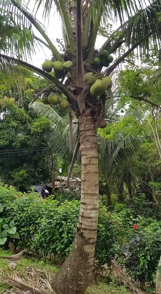 FARM LOT IN AMADEO, CAVITE FOR SALE WITH FRUIT BEARING TREES - photo 2