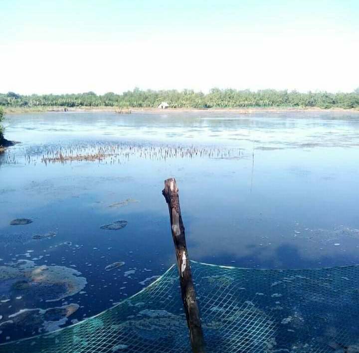Agricultural Land with Fish Pond — Agricultural Lot in Narra, Palawan, Philippines — Photo 4