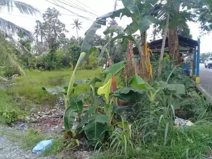 5.5has Naujan Orr Mindoro - photo 6