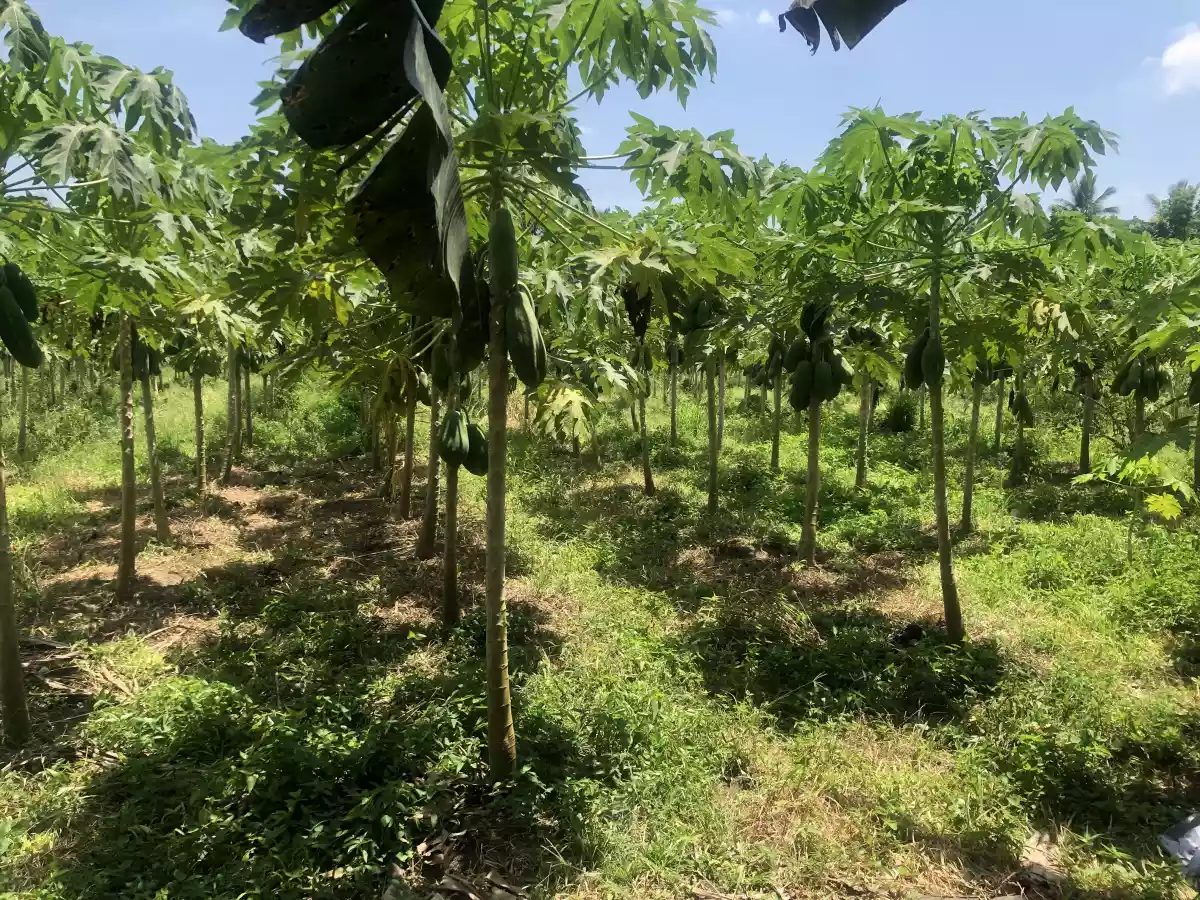 Tupi Cebuano — Agricultural Lot in Barangay Cebuano Road, Tupi, South Cotabato — Photo 5