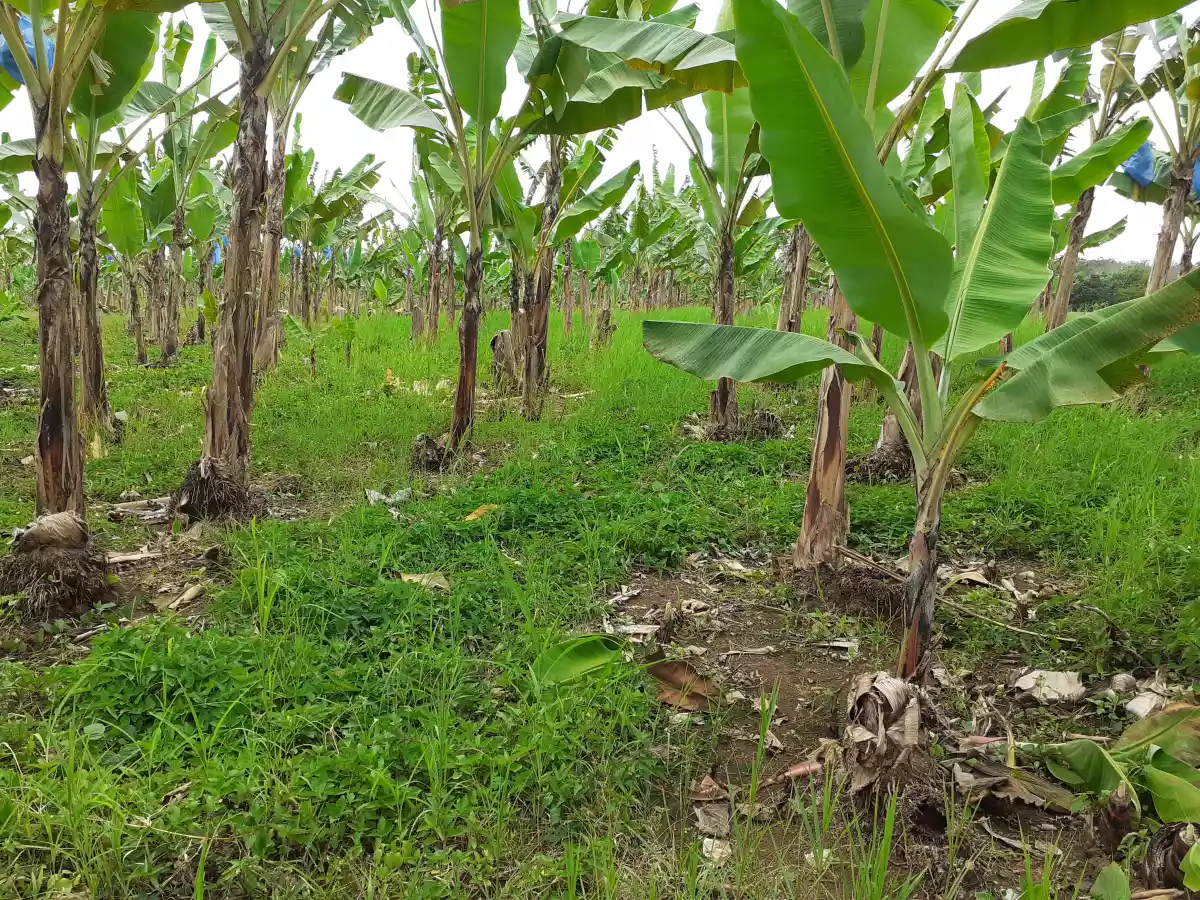 Residential lot for sale 2.5 hectares — Residential Lot in Opol, Misamis Oriental, Philippines — Photo 5