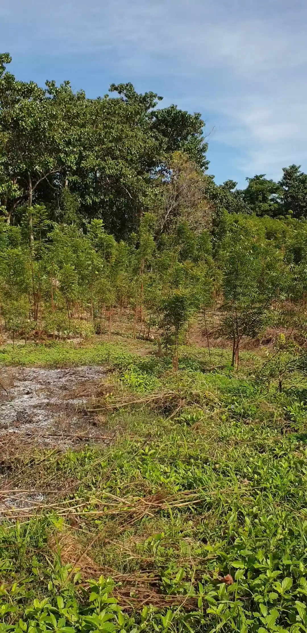 3000 sqm lot in Cordova for Sale/rent — Agricultural Lot in Cordova, Cebu, Philippines — Photo 4