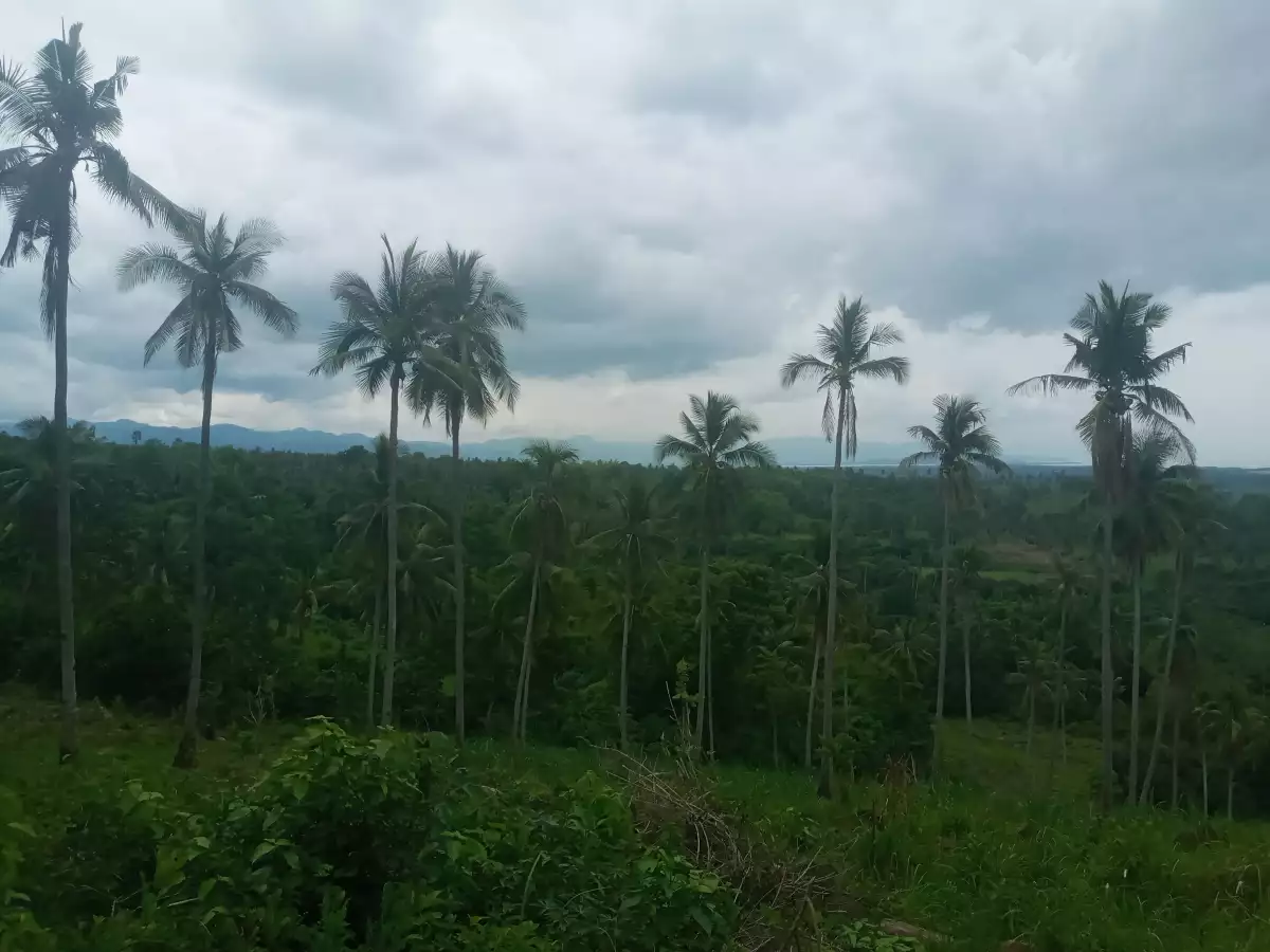 4.3 Hectares For Sale Amlan - photo 2