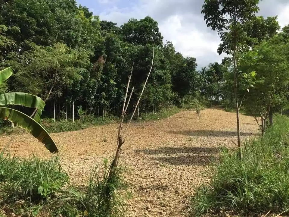 Agricultural Lot for Sale in San Fernando, Cebu — Agricultural Lot in San Fernando, Cebu, Philippines — Photo 5