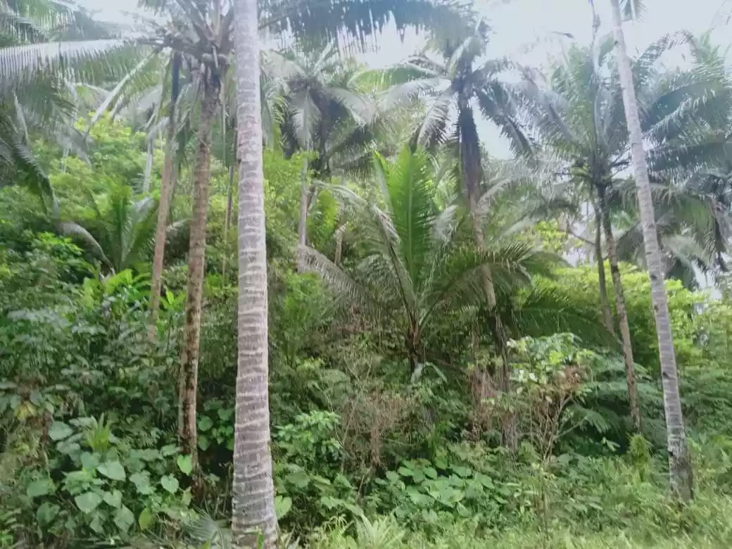 Lot For Sale in Consuelo, General Luna, Siargao Islands - photo 7
