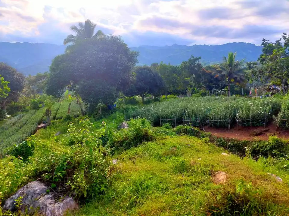 4000 sqm LOT IN BABAG 2, CEBU CITY  - photo 7