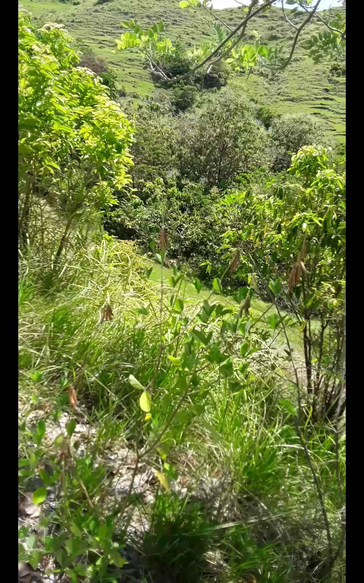 Farm lot for sale — Agricultural Lot in Guindulman, Bohol, Philippines — Photo 3