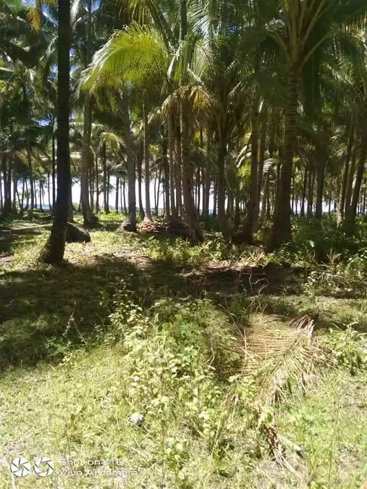 BEACH LOT FOR SALE IN TANGBO, STA. MONICA, SIARGAO ISLANDS - photo 6