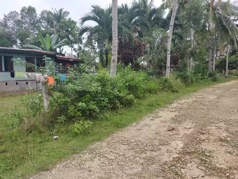 1668sqm clean title lot in Tinago Dauis Panglao Island Bohol 2,500 per sqm - photo 5