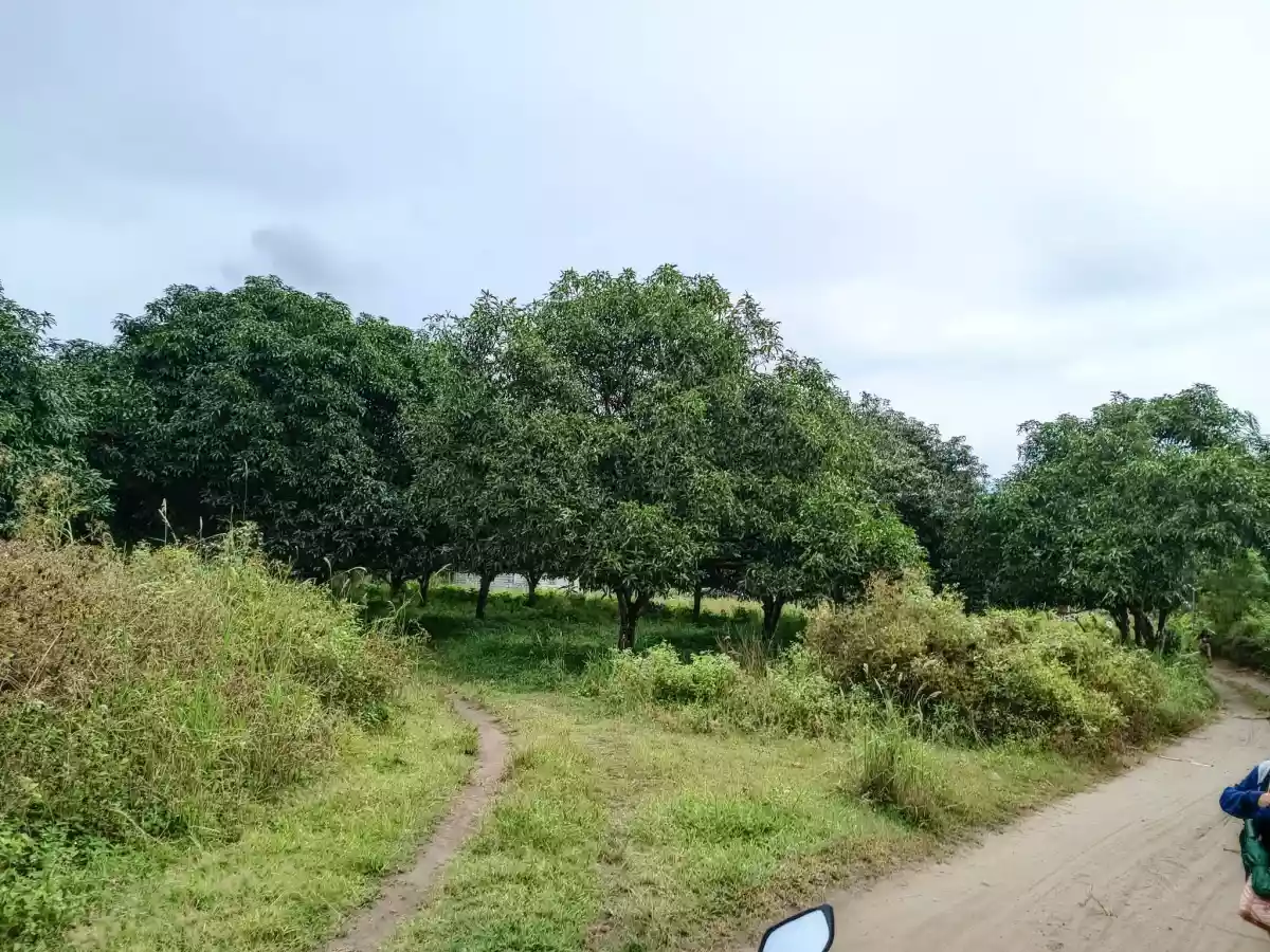 For Sale Klinan 6 Agricultural Land - photo 2