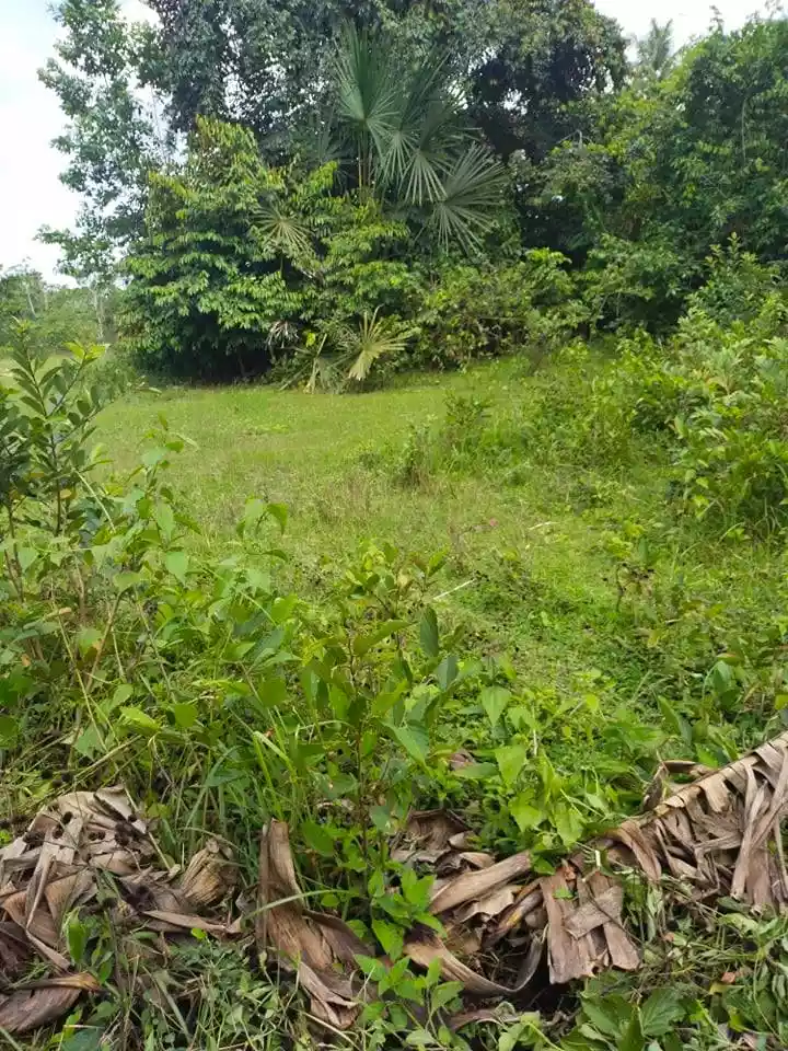 1.2 HECTARES IN ROSARIO ALOGUINSAN CEBU - photo 3