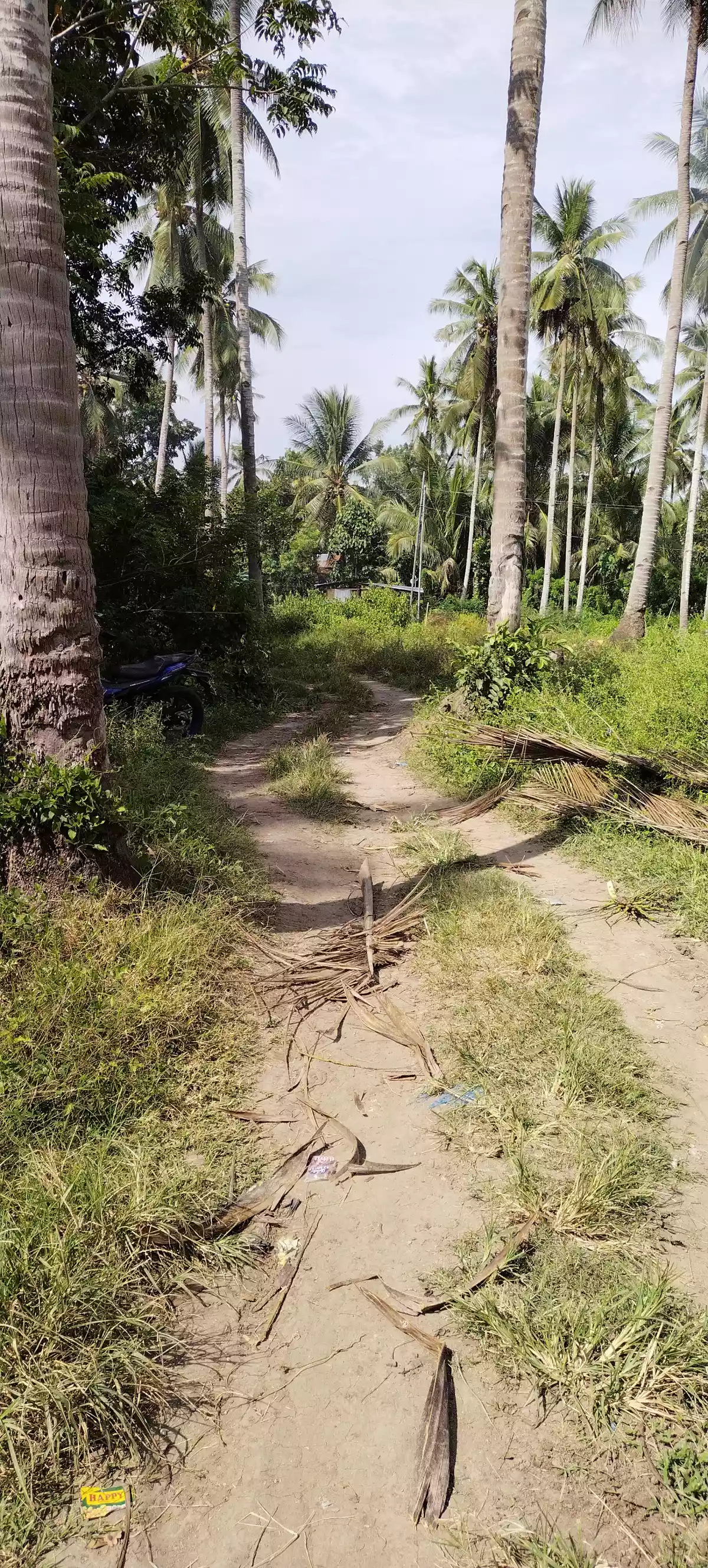 1 hec fully planted coconut — Agricultural Lot in General Santos City, South Cotabato, Philippines — Photo 3