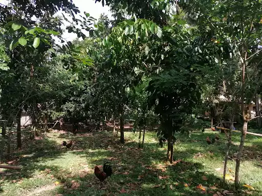 Farm Lot 1000sqm — Agricultural Lot in Negros Occidental, Philippines — Photo 3