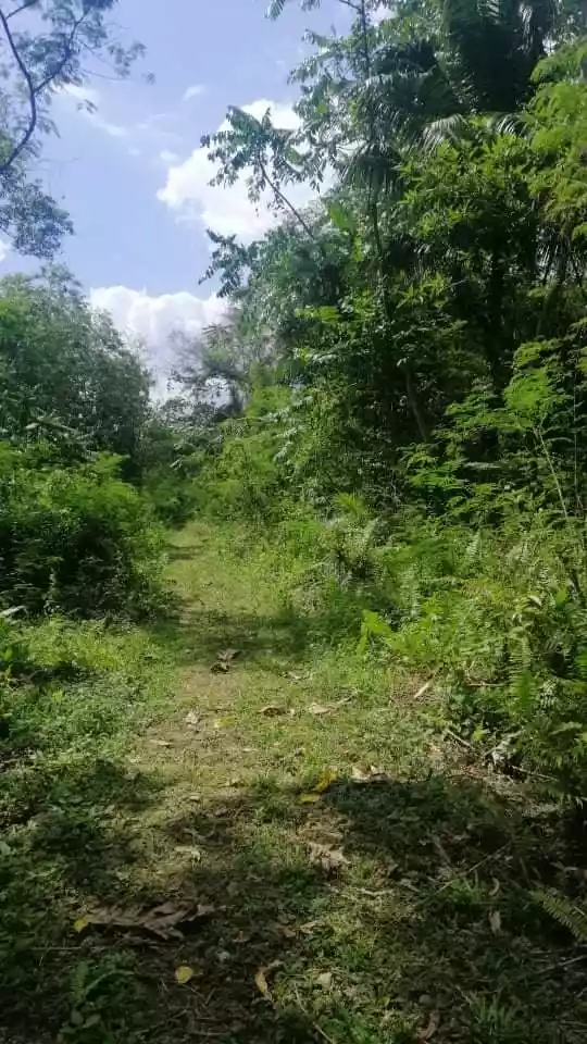 Affordable Residential Lot for Sale in Corella, Bohol! — Residential Lot in Bohol, Philippines — Photo 3