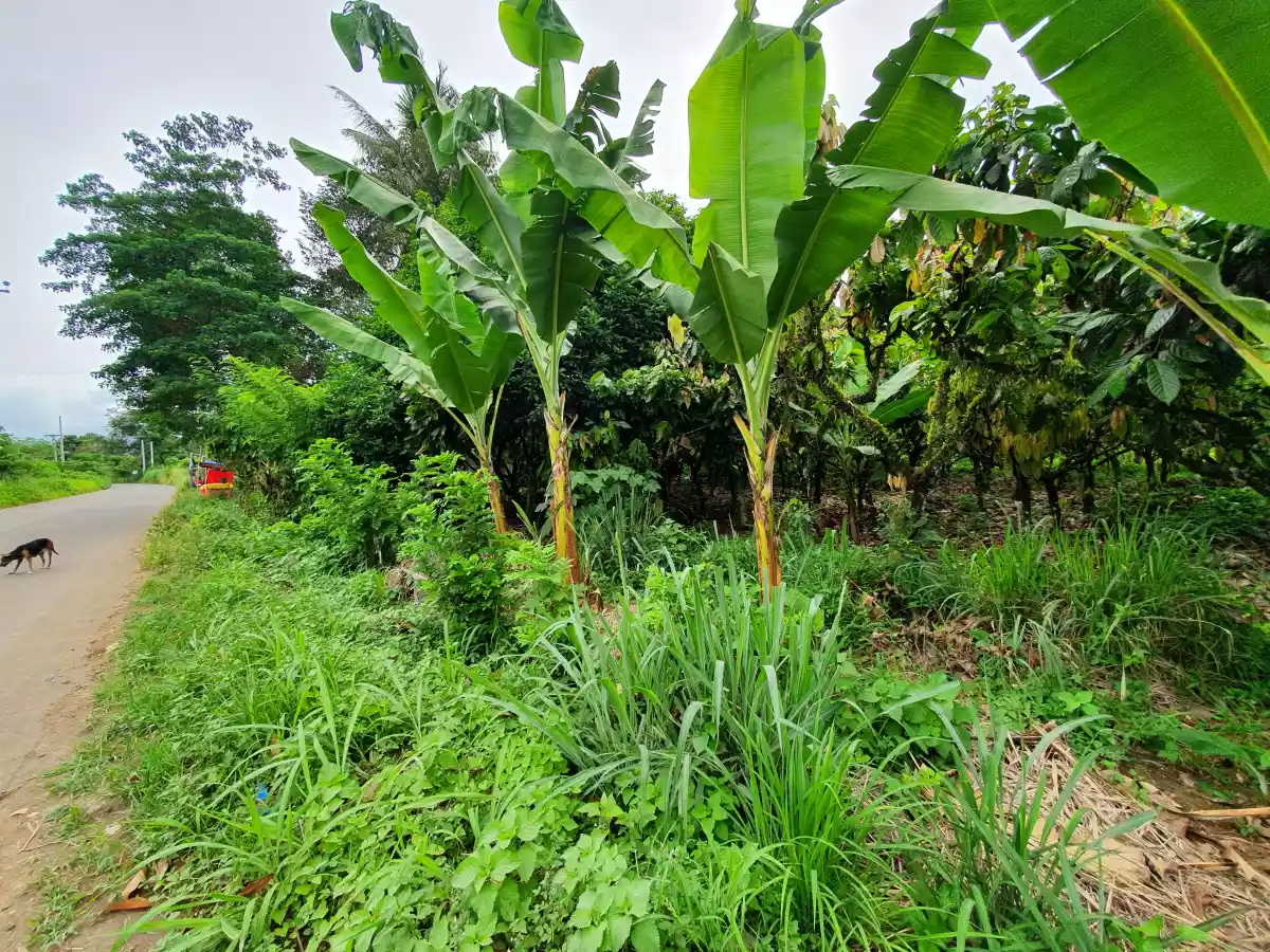 10 HECTARES LAND IN CALINAN DAVAO — Agricultural Lot in Calinan District, Davao City, Davao del Sur — Photo 5