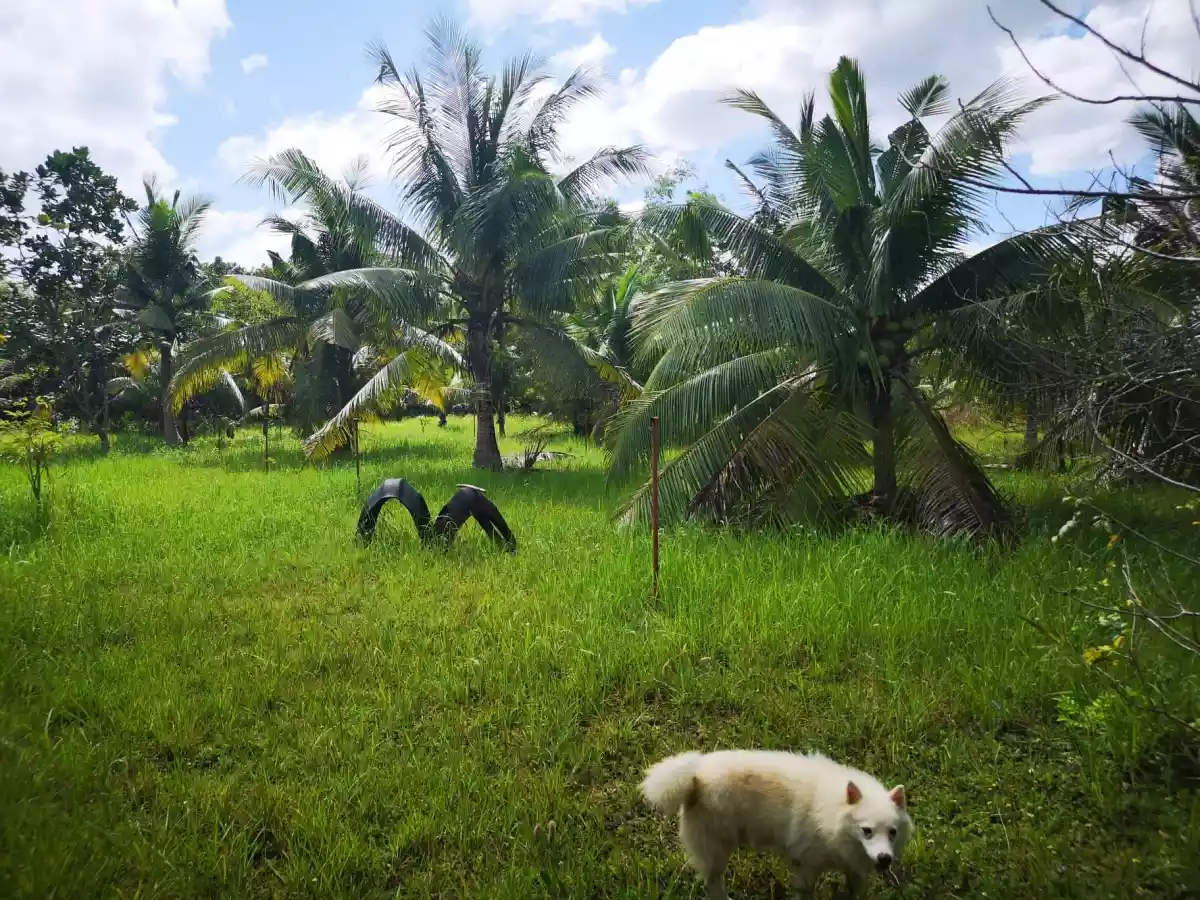 Open photo 11 of 15 — Property for Sale in panglao
