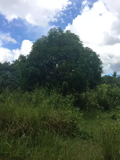 FARM LOT IN BARILI FOR SALE — Agricultural Lot in Cebu, Philippines — Photo 3