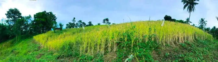 Farm Land — Agricultural Lot in Misamis Oriental, Philippines — Photo 2