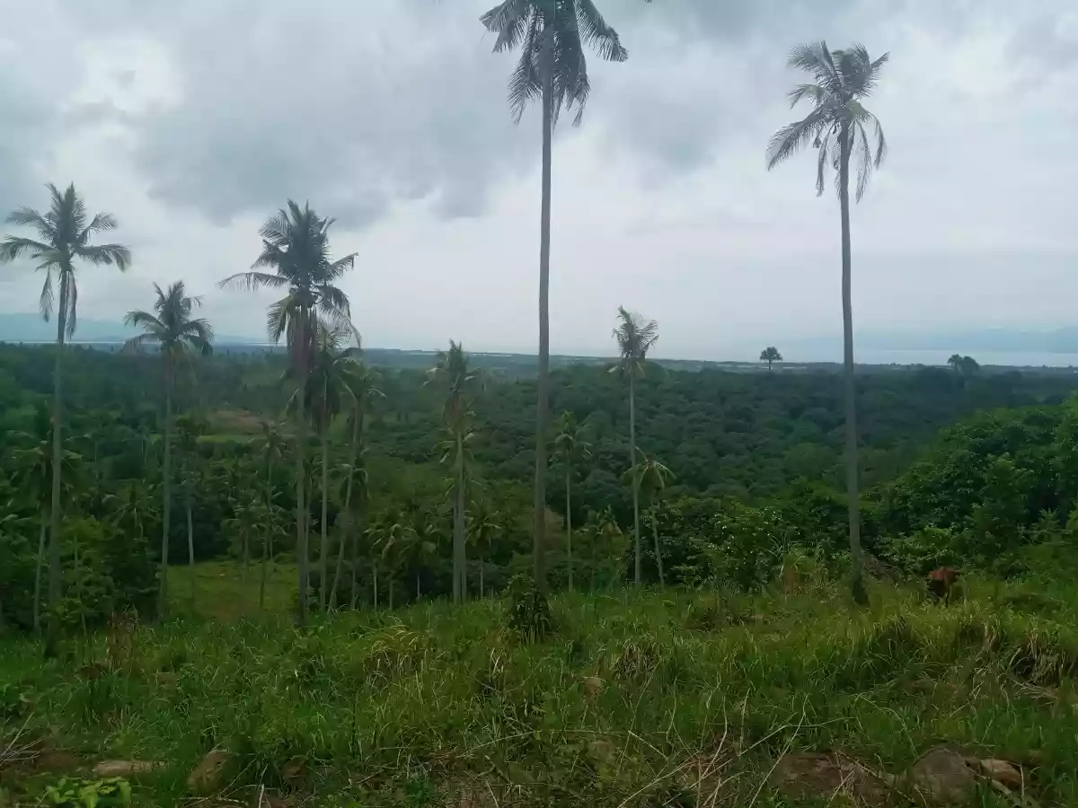 4.3 Hectares For Sale Amlan - photo 4