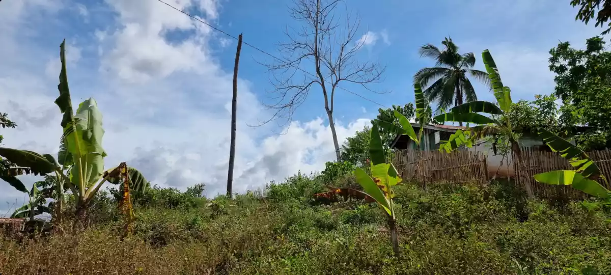 1.5 hectares farm lot for sale in Alubijid Misamis Oriental - photo 3